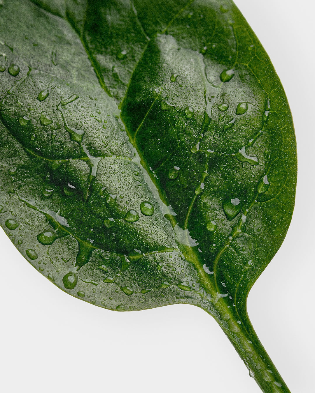 Spinach
