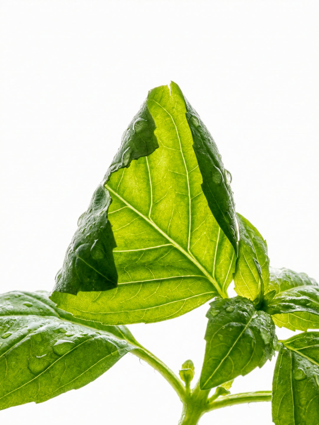 Basil